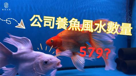 店面養魚|店面風水魚怎麼樣 店鋪養魚風水學